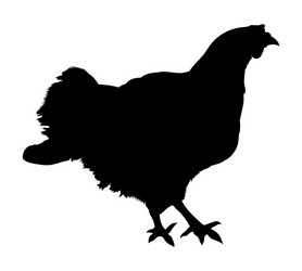 Chicken Silhouette vector