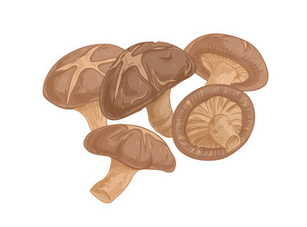 Asian shiitake mushroom or fungi raw forest vector