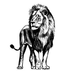 lion portrait standing sketch hand drawn Vector Image