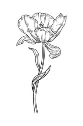 tulip with leaves sketch in black color Vector Image