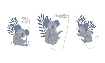 Cute gray koala bear sitting on eucalypt tree Vector Image