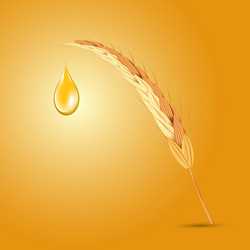 Wheat ear with oil drop vector