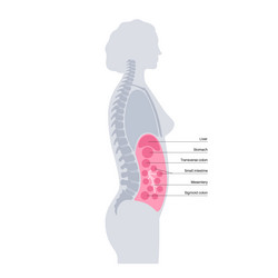 Abdominal cavity anatomy vector