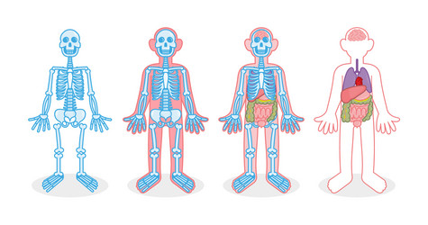 Human body system body skeleton muscular Vector Image