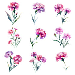 watercolor carnation flowers set Vector Image