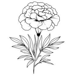 marigold flower free printable coloring sheet Vector Image