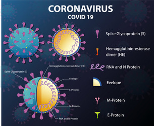 diagram corona virus particle structure vector image