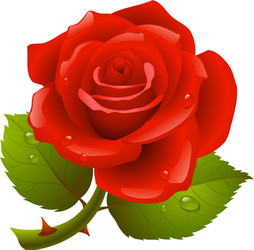 Elegant Red Rose Vector Image