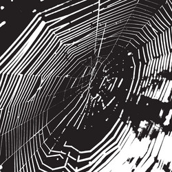 Spider Web Overlay Texture vector image