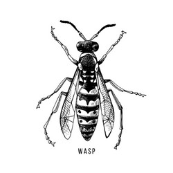 Sketch bee or hand drawn wasp insect honeybee Vector Image
