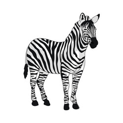 wild african zebra vector