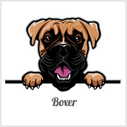 Boxer Dog Head - Isolated Portrait Vector Image