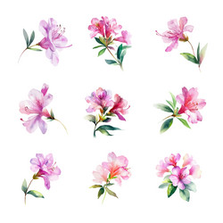 Watercolor Rhododendron Flowers Vector Image