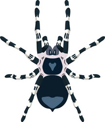 Spider acanthoscurria geniculata vector