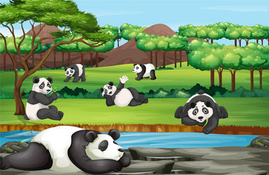 scene with many pandas at open zoo vector