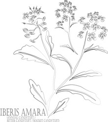 Amara Vector Images (19)