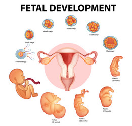 Woman Development Chart Development Stages of Woman Vector Images (over 610)