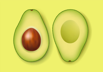 fresh avocado with green background vector