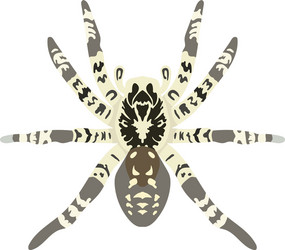 Spider lycosa singoriensis vector