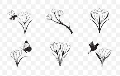print elegant crocus flower line art set Vector Image