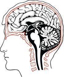 Structure of human brain section schematic Vector Image