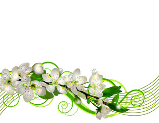 Blossoming cherry branch with white flowers vector