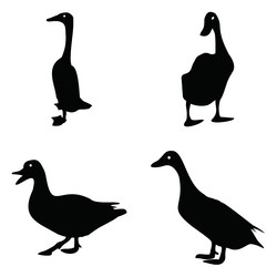 flat duck design with four different shapes vector image
