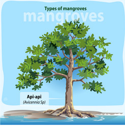 api-api or avicennia sp vector image