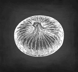 Chalk sketch onion vector