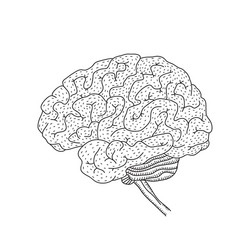 Human brain isolated Royalty Free Vector Image