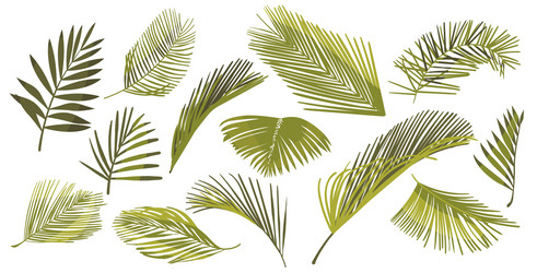 Tropical Palm Leaves Vector Image