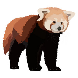 red panda realistic isolated vector