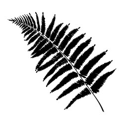 fern leaf silhouette or print botanical drawing