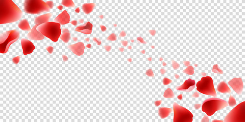 flying rose petals on transparent vector