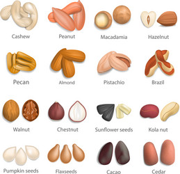 nut types signed names mockup set realistic style vector image
