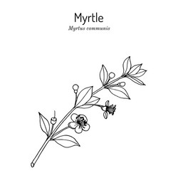 Myrtle Flower Vector Images (over 100)