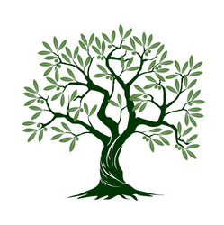 Green Olive Branch on White Vector Image