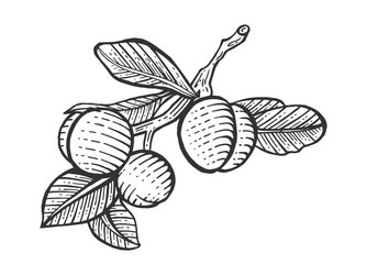 plum sketch engraving vector