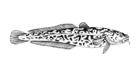 predatory burbot fresh water fish vector