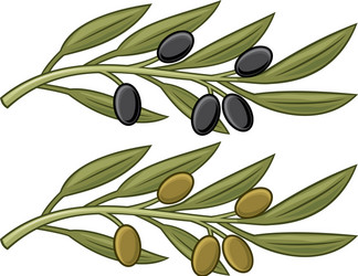 Olive Branch and Leaf Vector Image
