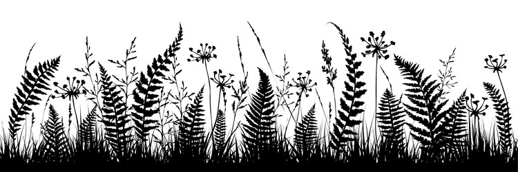 Background with fern leaf silhouettes and herbs vector