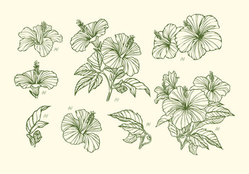 hand drawn flower hibiscus set Vector Image