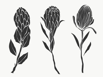 set protea flower and tropical leaves line vector