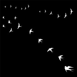 birds set on black background Vector Image
