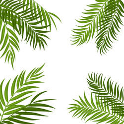 beautiful palm tree leaf silhouette background Vector Image