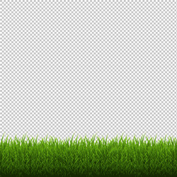 Nature background with grass Royalty Free Vector Image