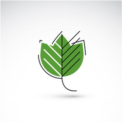 spring maple tree leaf botany and eco flat image vector image