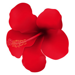 realistic red tropical flower hibiscus vector