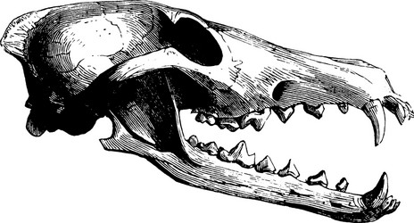 bear skull vintage vector