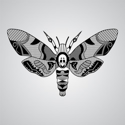 Moth acherontia atropos black and white drawing vector